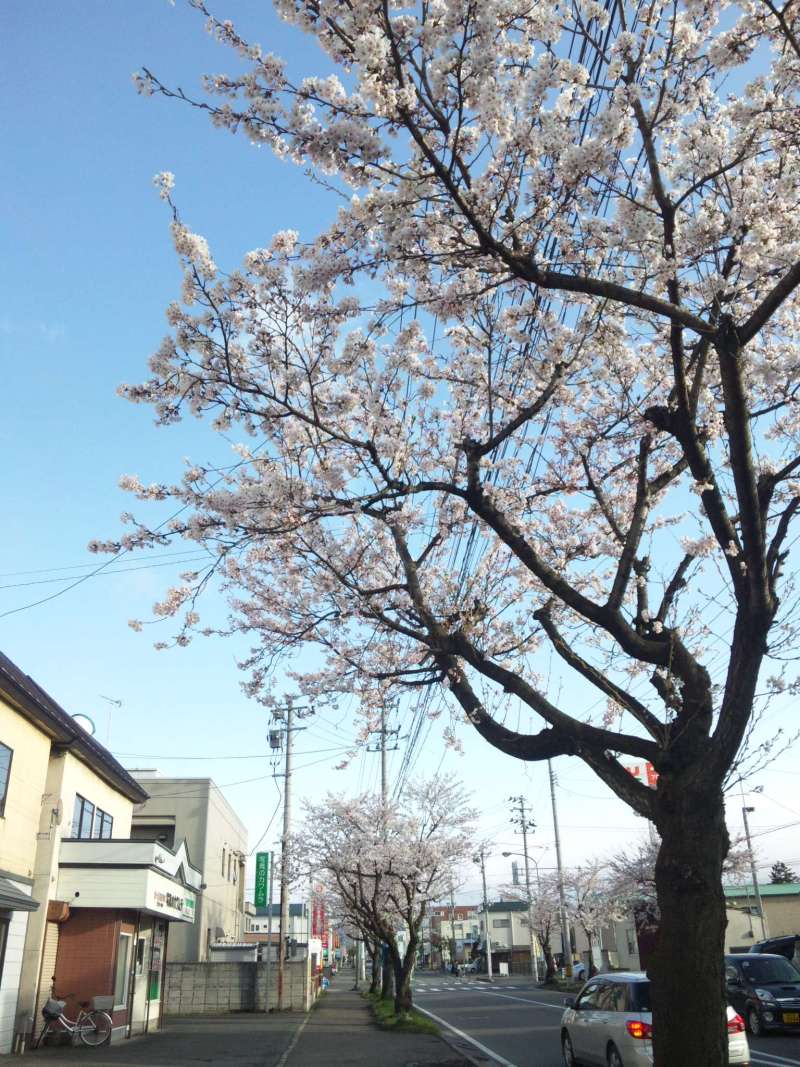 4月28日桜が咲いた