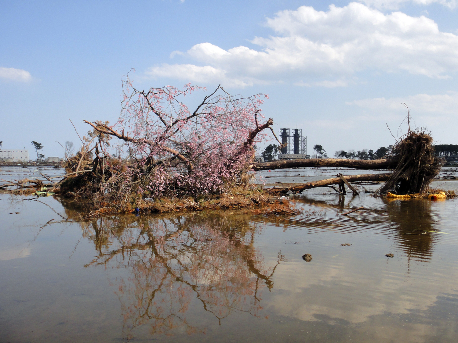 津波で倒れた木と桜花